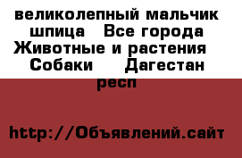 великолепный мальчик шпица - Все города Животные и растения » Собаки   . Дагестан респ.